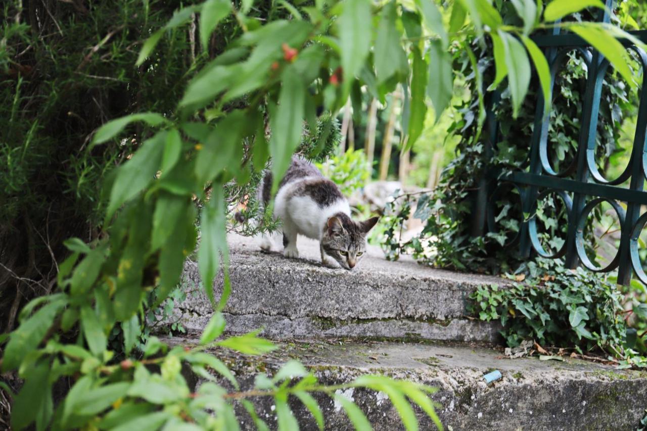 Kamp Seosko Domacinstvo Radman Hotel Herceg Novi Luaran gambar